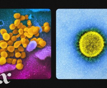 What the coronavirus looks like up close