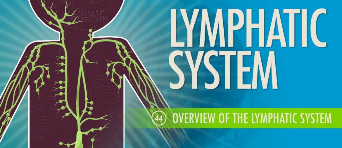 Lymphatic System: Crash Course A&P #44