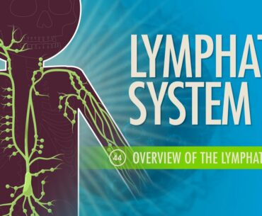 Lymphatic System: Crash Course A&P #44