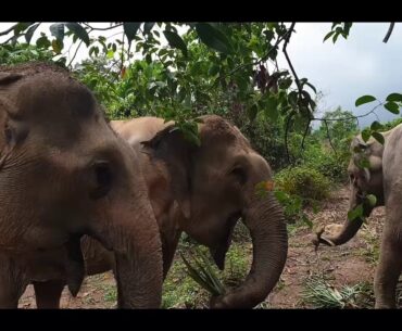 Tree Tops Elephant Reserve Phuket | An afternoon with our elephants | Covid19