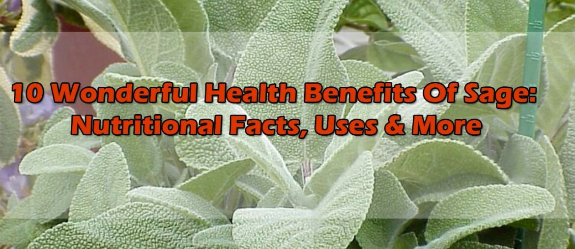 10 Wonderful Health Benefits Of Sage: Nutritional Facts, Uses & More