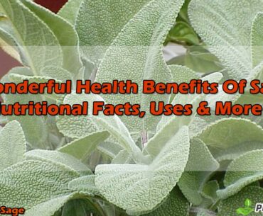 10 Wonderful Health Benefits Of Sage: Nutritional Facts, Uses & More