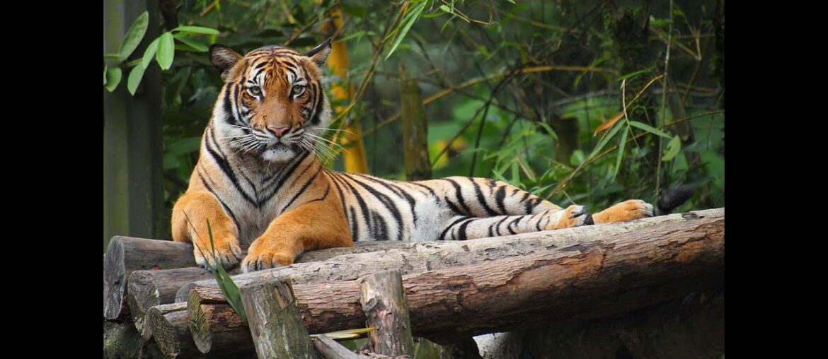 Zoo Tiger tests positive for COVID-19: Can the virus jump from humans to animals?