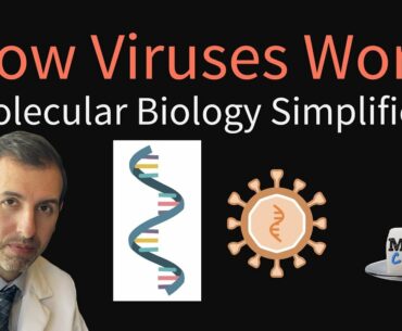 How Viruses Work - Molecular Biology Simplified (DNA, RNA, Protein Synthesis)