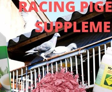 Using Pigeon Supplements & New Modifications To Pigeon Trap 2020