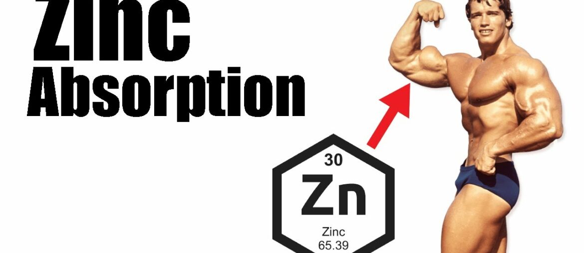 Enhancing Zinc Absorption