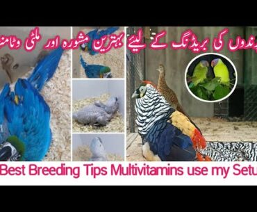 How to Breed My Birds best Tips || Birds Breeding Tips || Multivitamin Antibiotics Use in My Setup