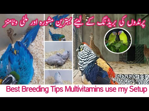 How to Breed My Birds best Tips || Birds Breeding Tips || Multivitamin Antibiotics Use in My Setup