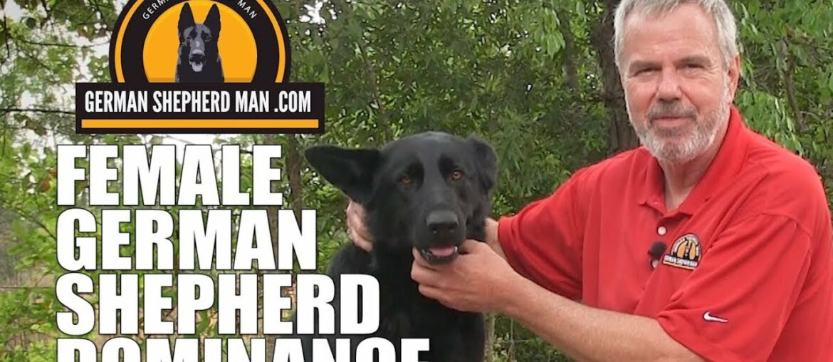 Female Dominance in German Shepherds with GSM