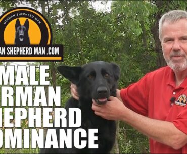 Female Dominance in German Shepherds with GSM