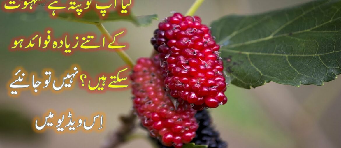 mulberry amazing health benefits of men and women