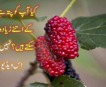 mulberry amazing health benefits of men and women