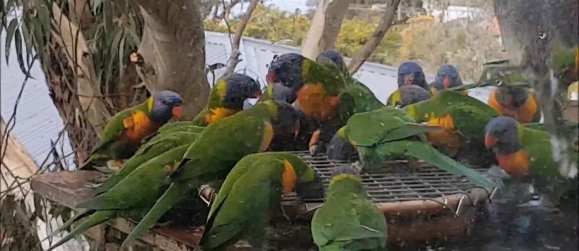 Rainbow Lorikeet calls and feeding