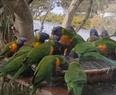 Rainbow Lorikeet calls and feeding