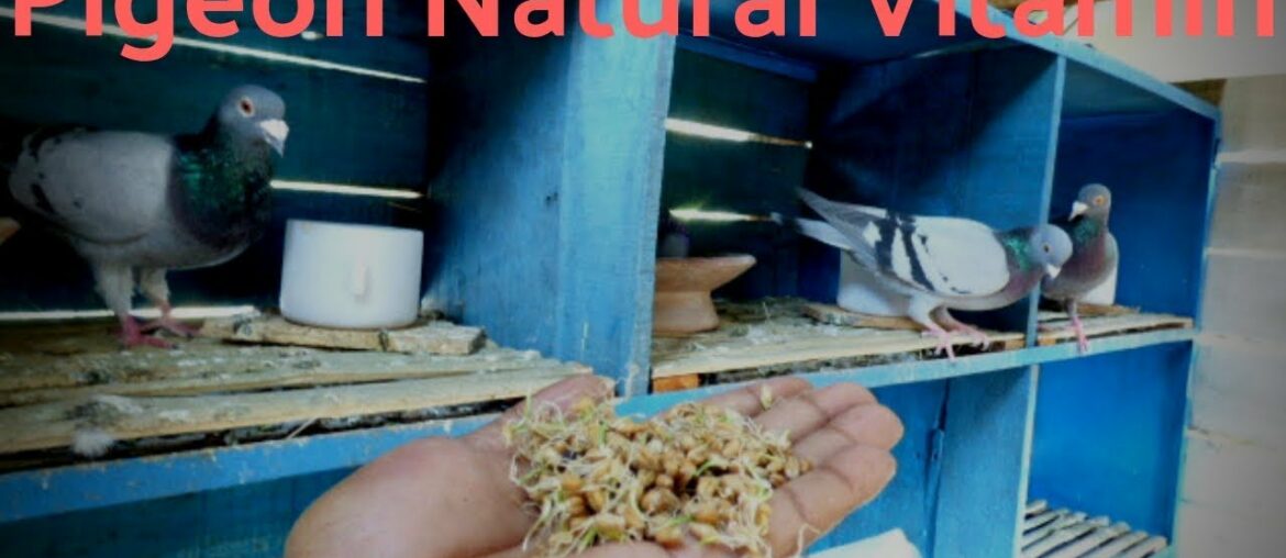 Pigeon Care - Part 3 | Natural Vitamin E | Pigeon Success Breeding