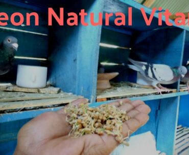 Pigeon Care - Part 3 | Natural Vitamin E | Pigeon Success Breeding