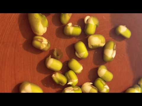 #How to Grow Organic Mung Beans at Home 🏠 Rich in Vitamin A,C. گھر کی دال گوشت برابر Less Time care