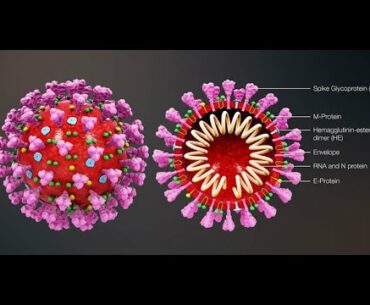 Coronavirus: RO stats, How Boosting the immune system works