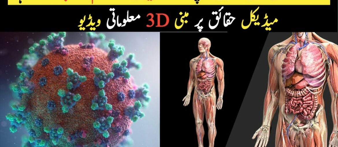 How Does Corona Virus | Covid-19|  Destroy Your Immune System in 3d Animation Urdu/Hindi |Sachi Bat|