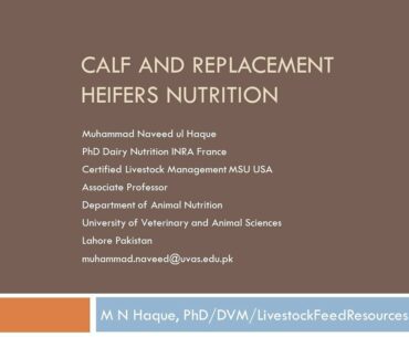 Calf Nutrition: Basics and Weaning Targets