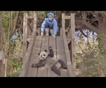 Panda video cheers on coronavirus patients at Wuhan hospital