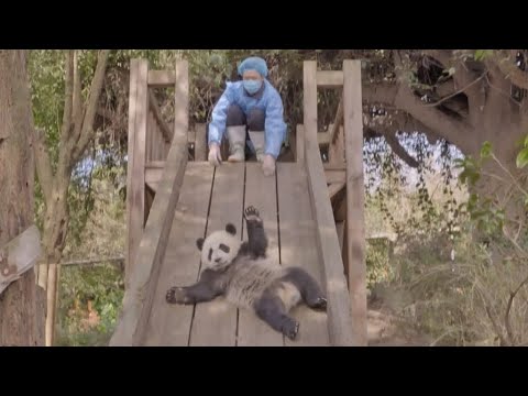Panda video cheers on coronavirus patients at Wuhan hospital