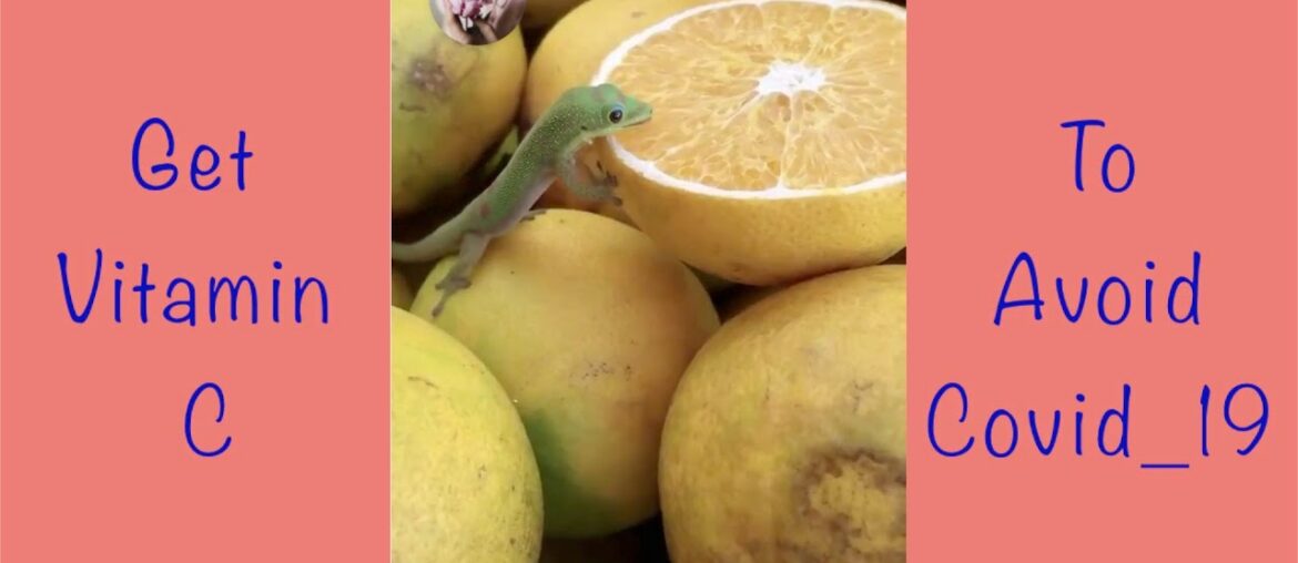 Get Vitamin C To Avoid Covid19 I A Tiny Lizard Licks An Orange I Naungao