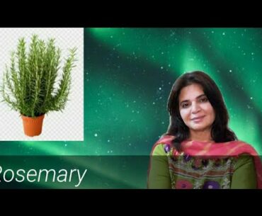 Nutrition Value of Rosemary | Benifits and  Use of rosemary