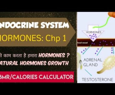 Harmones Chapter1: Endocrine System, Endocrine Glands -Thyroid, Gonads,Pancreas | BMR calculator