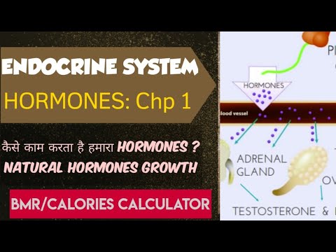 Harmones Chapter1: Endocrine System, Endocrine Glands -Thyroid, Gonads,Pancreas | BMR calculator