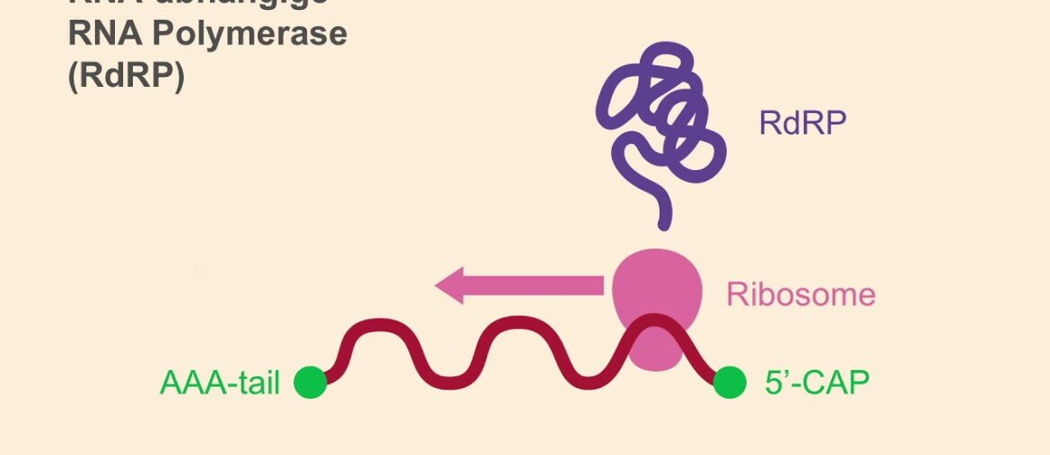 COVID-19 Update 3: Wie Zink das Coronavirus bekämpft