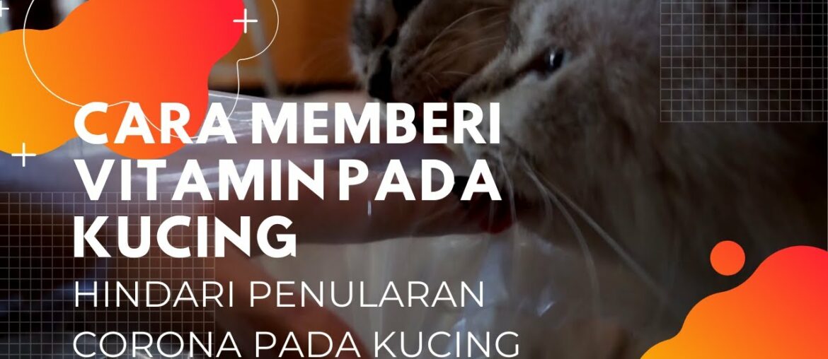 CARA MEMBERI VITAMIN PADA KUCING