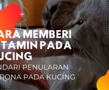 CARA MEMBERI VITAMIN PADA KUCING