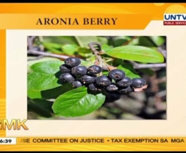 All about Aronia berries & vitamin B17 | Usapang pangkalusugan