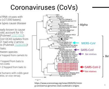 Dr. Michael Lin: "Coronavirus and COVID-19: The Basic Biology Behind the Epidemic"