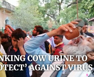 Hindu activists in India drink cow urine to ‘protect’ themselves from coronavirus