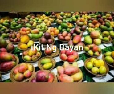 #iKitNgBayan #Health #Beauty #Food Healthy Benefits Mangoes: iKit Ng Bayan Kalusugan Tips