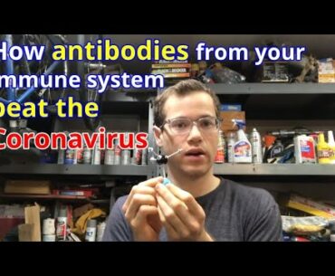 How antibodies from your adaptive immune system beat COVID-19