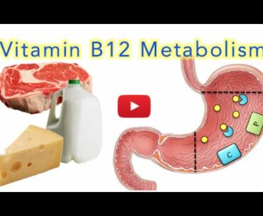 Vitamin B12 (Cobalamin) Absorption, Metabolism and Deficiency - MADE EASY