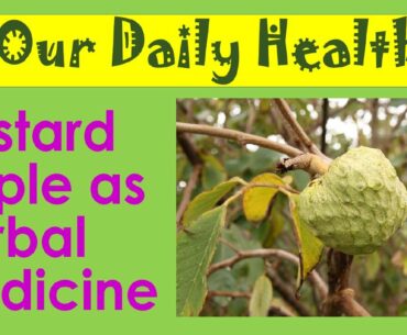 Custard Apple as Herbal Medicine