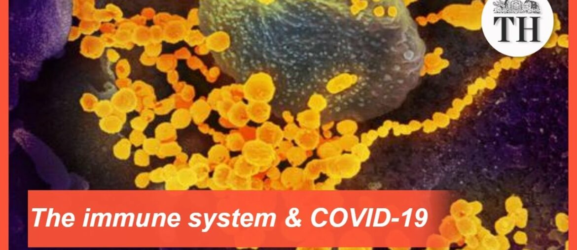 The immune system's response to a coronavirus attack