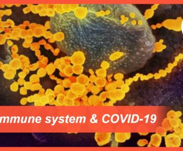 The immune system's response to a coronavirus attack