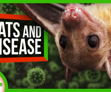 Why Do Bats Carry So Many Dangerous Diseases?