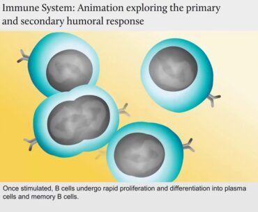 covid19 provention - protect your immune system - stay healthy