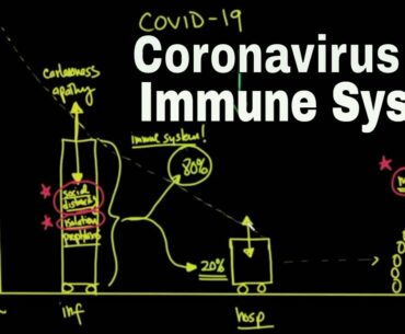 Coronavirus and Immune System.