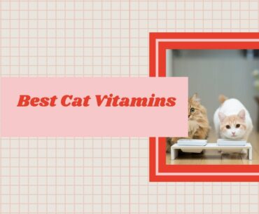 Best Cat Vitamins