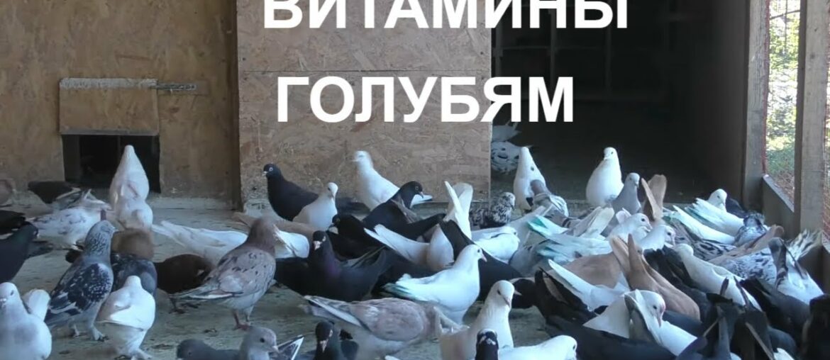 29.04.20. Одуванчик витамины для голубей.Dandelion Vitamins for Pigeons