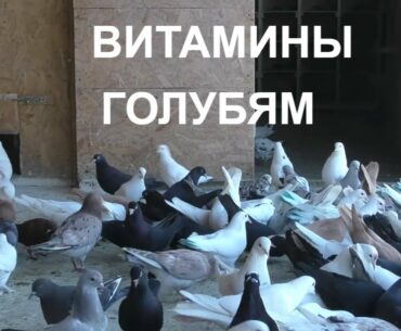 29.04.20. Одуванчик витамины для голубей.Dandelion Vitamins for Pigeons