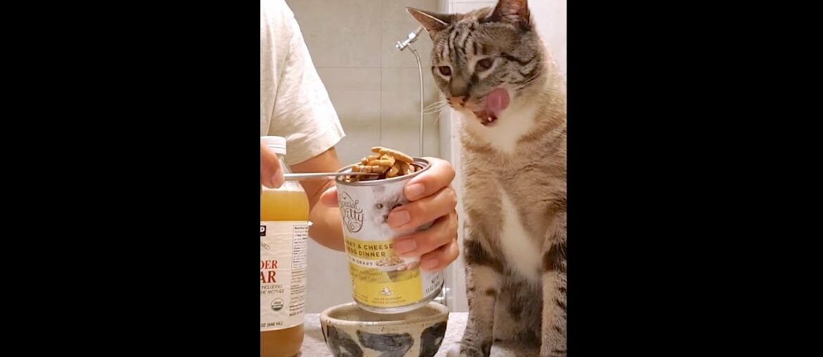 Special Kitty Turkey & Cheese Shreds Dinner Cuts in Gravy Wet Cat Food Walmart Collection