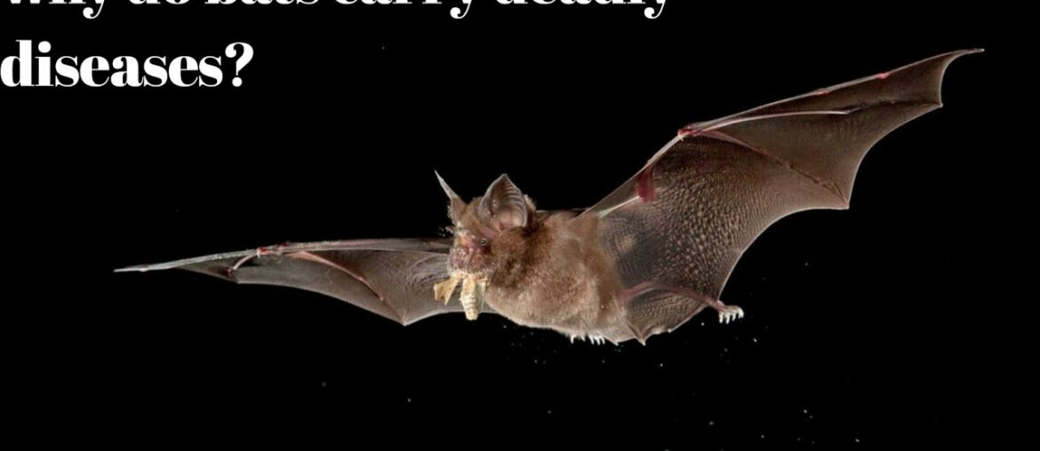 why do bats carry so many diseases?|covid19 outbreak |special immunity system|tamil|MR madan|(2020)